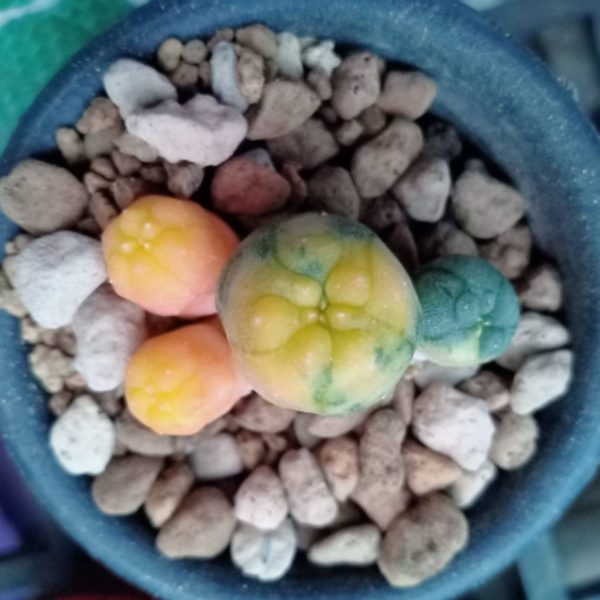 Best grade L.W Caespitosa Variegata online