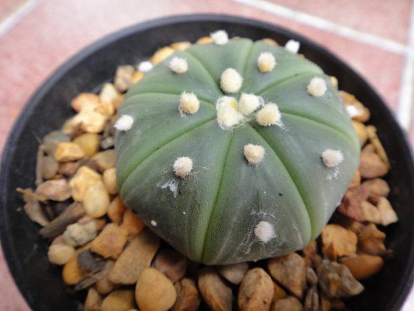 Astrophytum Asterias Nudum 4.5 to 5cm diameter cactus