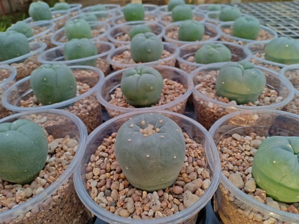 Best 3 L.W cactus plants 3 to 3.5 cm diameter